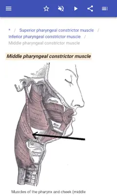 Muscular system android App screenshot 10