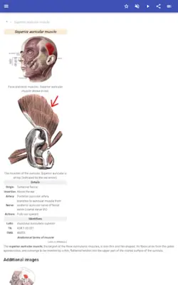 Muscular system android App screenshot 3