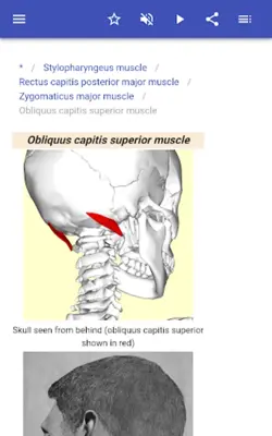 Muscular system android App screenshot 5