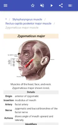 Muscular system android App screenshot 6