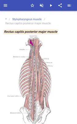 Muscular system android App screenshot 7