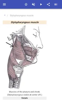 Muscular system android App screenshot 8